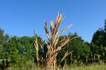 Dry grass, beautiful spike of wheat.
