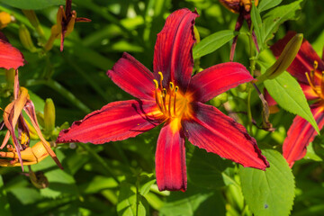 Blüte einer Feuerlilie Nahaufnahme