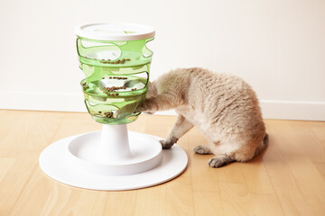 Curious tabby cat is trying to catch a crunch from slow-feeder toy. Cat is using a challenging toy -  green color tower for felines. Stimulating mental activity games. Home interior, lifestyle photo
