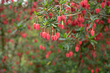 Summer Flowering Red Bell Shape Flowers on Chilean Lantern Tree (Crinodendron hookerianum) Growing...