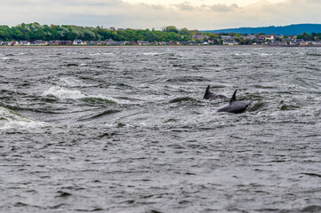 A pair of dolphins swimming offshore in the Moray Firth off  Chanonry Point, Scotland on a summers evening