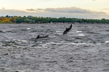 Dolphin acrobatics in the Moray Firth off  Chanonry Point, Scotland on a summers evening