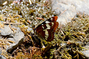 Brush Footed Butterfly 16