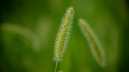 Цветы, расстения