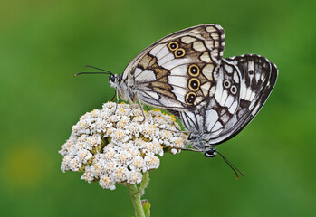 Syrian Marbled White