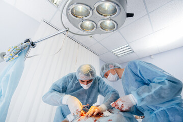 In a modern veterinary clinic, an operation is performed to save the life of a large dog. Surgery and medicine