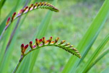 Crocosmia Abstract 04