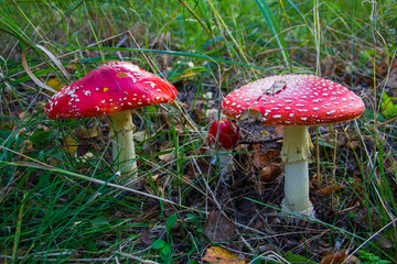 Toxic and hallucinogenic mushroom - against the background of the grass. Amanita muscaria, a poisonous mushroom.
