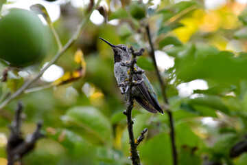 Hummingbird Apples 07