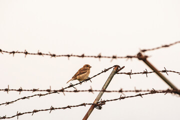 Bird sitting on barbed wire