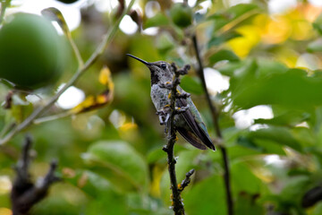 Hummingbird Apples 08
