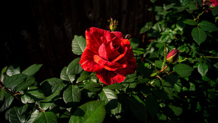 Цветы, расстения