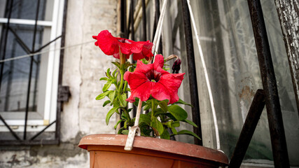 Цветы, расстения