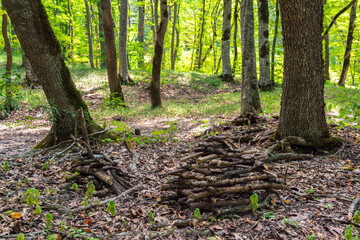 Pile of stacked firewood in the forest