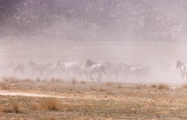 Wild Horses in the Dusty Utah Desert