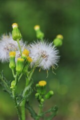 Summer dandelion blow ball with lots of fluffy white seeds.
