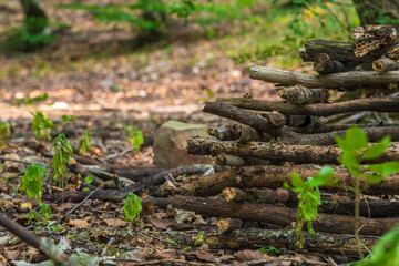 Fototapeta na wymiar Pile of stacked firewood in the forest