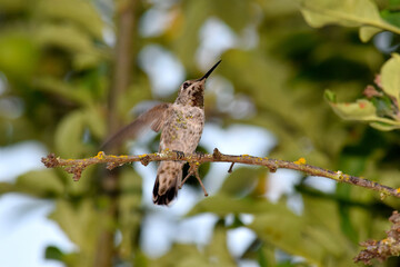 Hummingbird Lilac 10