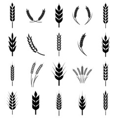 Wheat ears icon, grain logo isolated on a white background