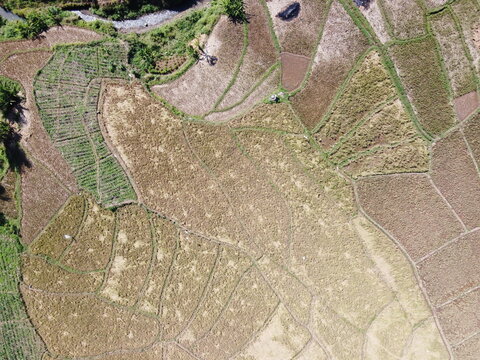 aerial panorama of after harvest agrarian rice fields landscape in the village of kendal , Central Java, like a terraced rice fields ubud Bali Indonesia