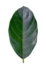 Green leaves isolated jackfruit