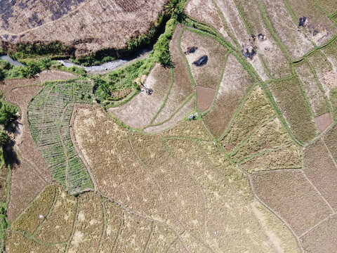 aerial panorama of after harvest agrarian rice fields landscape in the village of kendal , Central Java, like a terraced rice fields ubud Bali Indonesia