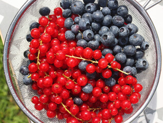 Red currant and blueberry close up photo. Fresh organic berries top view. Juicy seasonal berries. Healthy eating concept. 