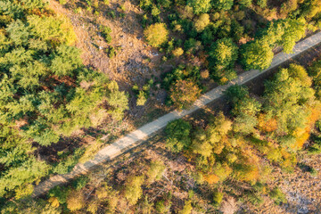 View vertically downwards on a forest path in the Taunus / Germany 