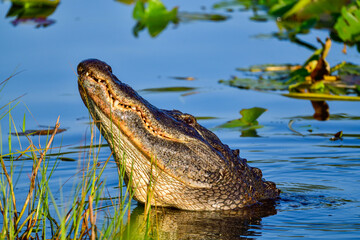 It was time of the year when male alligators roar and make bellowing sounds.