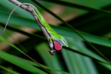 "Mr. Green" is marking his territory.