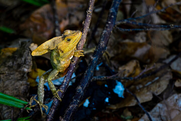 Brown Basilisk is warming up in the first light of the day