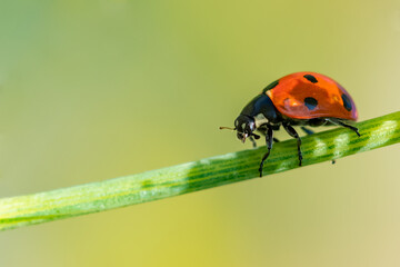 seven-spot ladybird, black and red insect on a fennel stem
