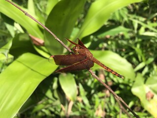 dragonfly on a leaf