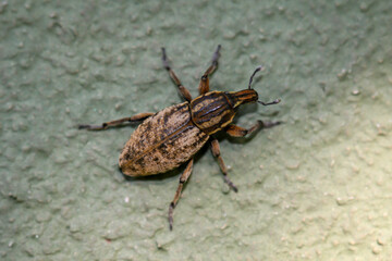 Ein Käfer, Rüsselkäfer klettert an einer Wand entlang.