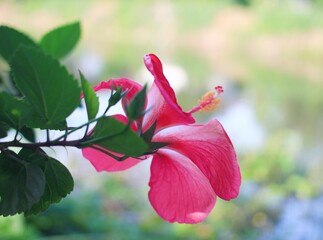 red hibiscus flower, blur background