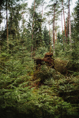 Wald - R&uuml;stjer Forst im Fr&uuml;hjahr