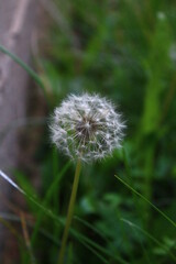 dandelion blowball in the grass	