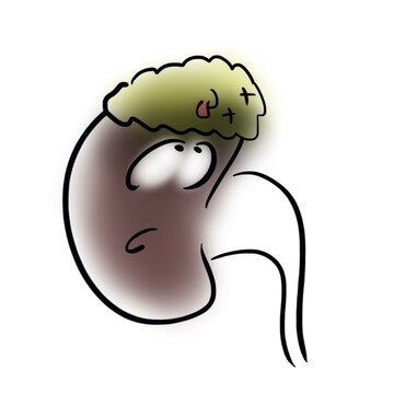 Dead Adrenal Gland On The Kidney