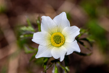 Pulsatilla alpina plant in mountains,