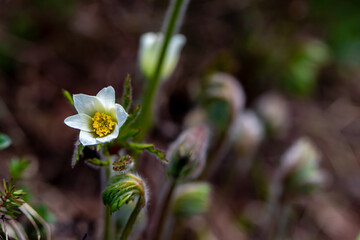 Pulsatilla alpina growing in mountains