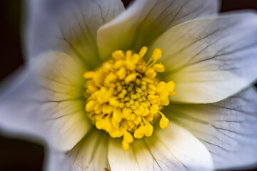 Pulsatilla alpina growing in mountains, close up shoot
