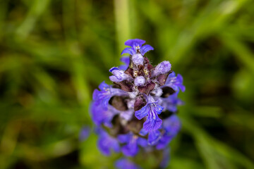 Ajuga reptans flower in the field	