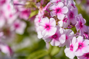 Fototapeta na wymiar Close up of phlox flowers in garden