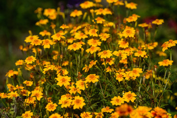 Obraz premium Close up of marigolds flowers