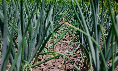 Obraz premium Organically grown onions. Green onion in vegetable garden. on vegetable field. growing vegetables on the farm