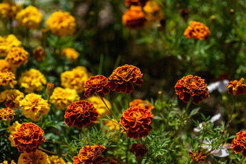 Close up of marigolds flowers