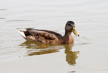 wild waterfowl ducks in nature, ducks in their natural habitat