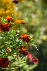 Close up of marigolds flowers