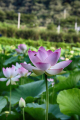 Obraz premium pink water lily