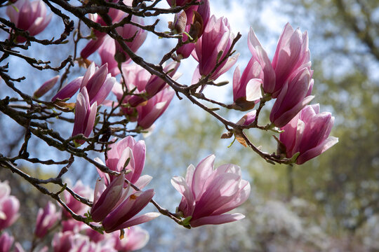 Magnolia flower bud blossom in the park at springtime